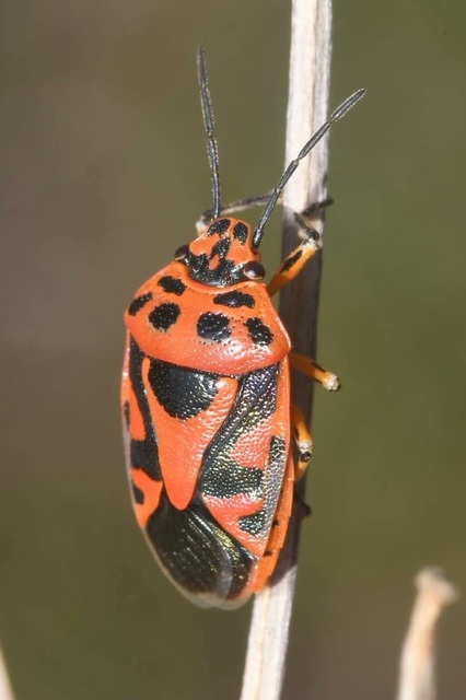 Eurydema ornata - díszespoloska