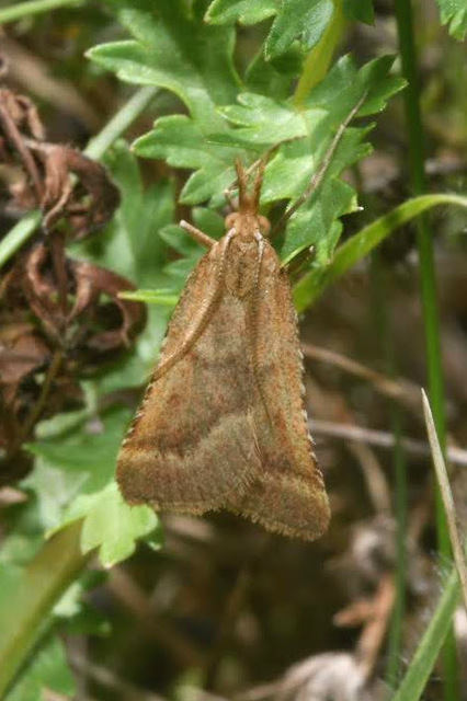 Synaphe punctalis - hosszúlábú fényilonca
