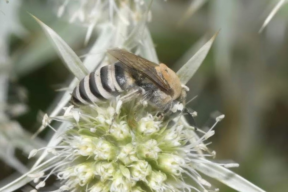 Colletes hylaeiformis