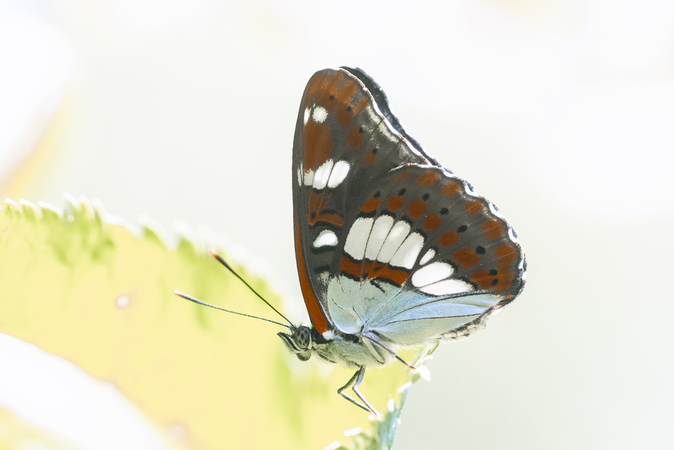 Limenitis reducta - kék lonclepke