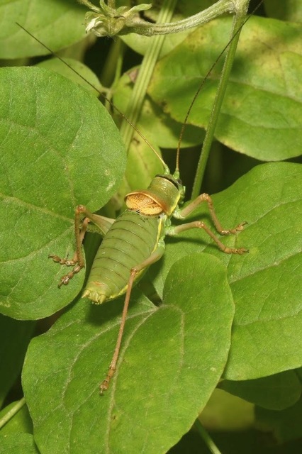 Ephippiger ephippiger - nyergesszöcske