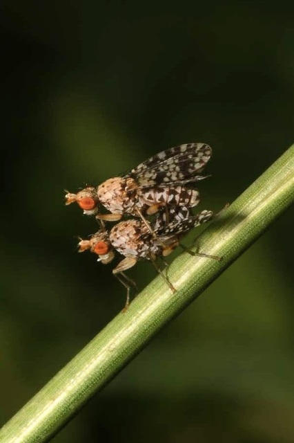 Trypetoptera punctulata - pirosszemű szarvaslégy