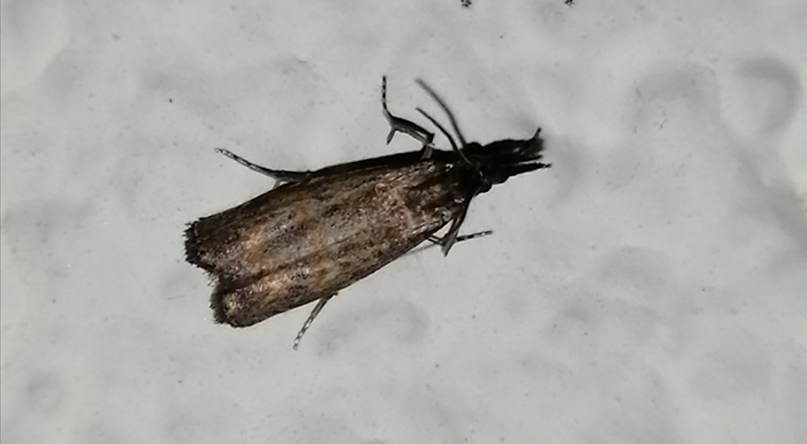 Platytes cerussella - törpe fűgyökérmoly