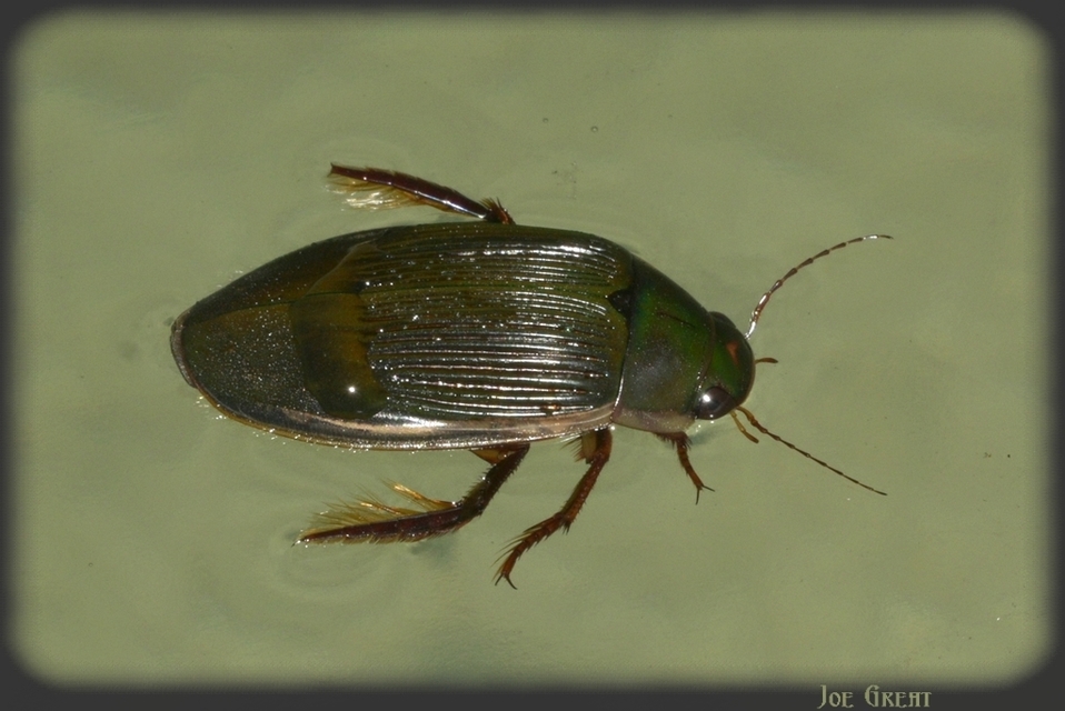 Dytiscus dimidiatus - tompacsípős csíkbogár