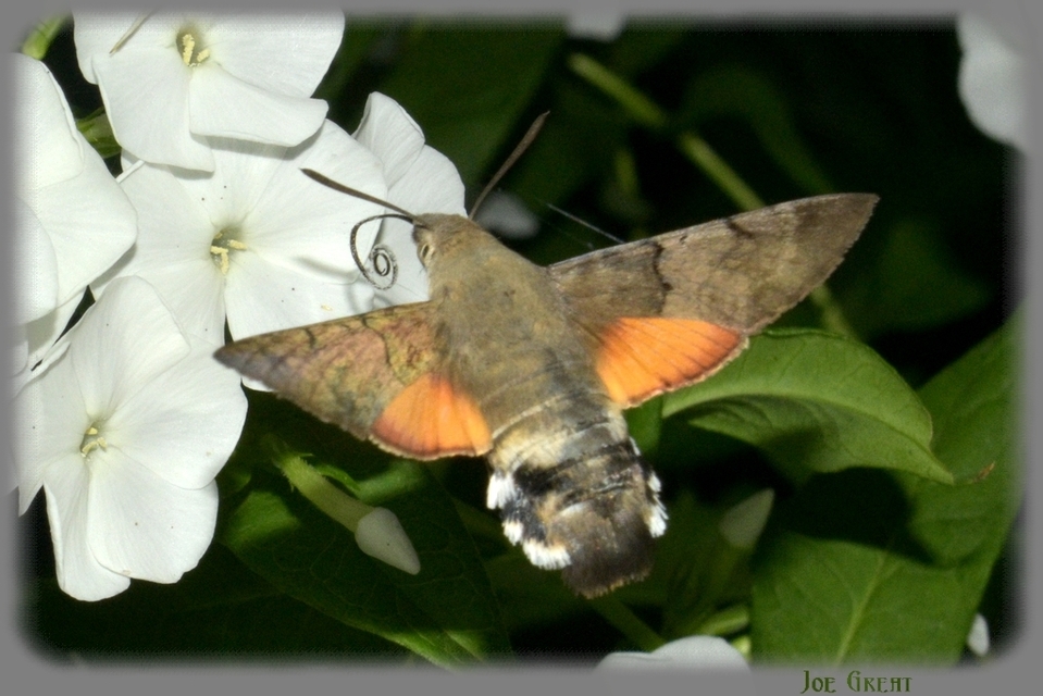 Macroglossum stellatarum - kacsafarkú szender