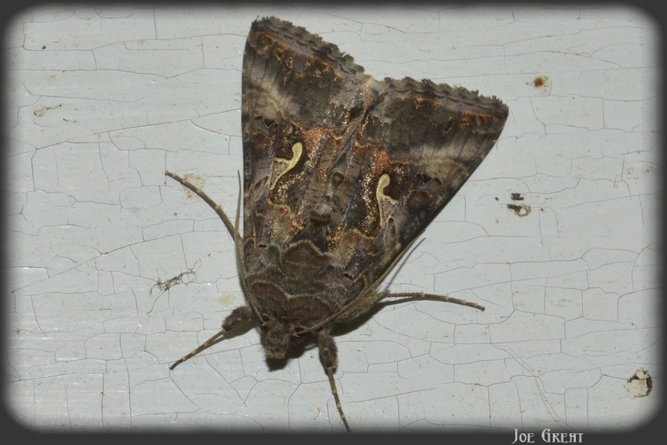Autographa gamma - gammalepke