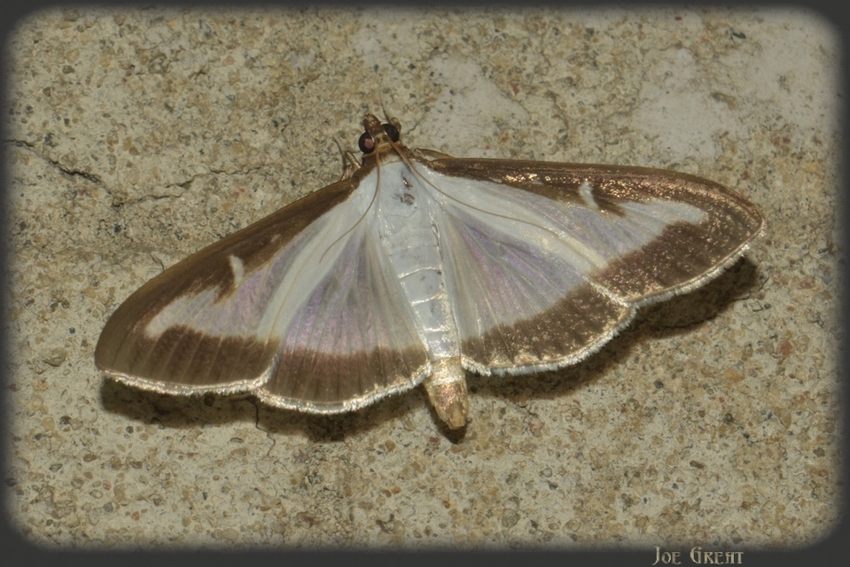 Cydalima perspectalis - puszpáng-tűzmoly