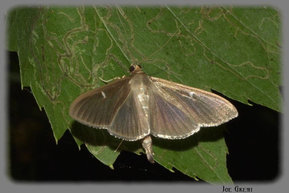 Cydalima perspectalis - puszpáng-tűzmoly