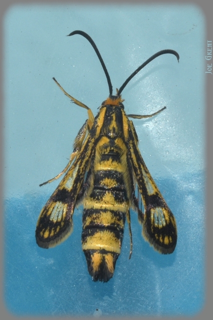Sesiidae - szitkárfélék