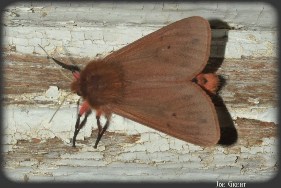 Phragmatobia fuliginosa - füstös medvelepke