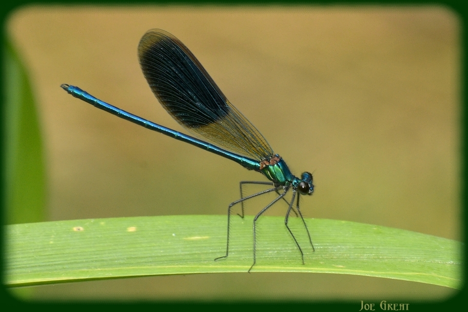 Calopteryx splendens - sávos szitakötő