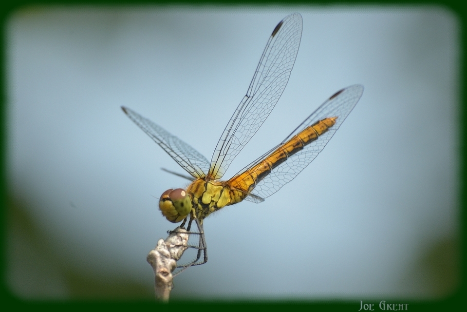 Sympetrum sanguineum - vörös katona-szitakötő