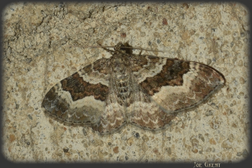 Epirrhoe alternata - galaj-tarkaaraszoló