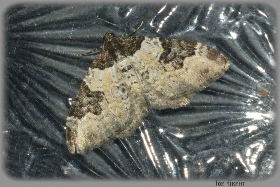 Xanthorhoe fluctuata - közönséges tarkaaraszoló