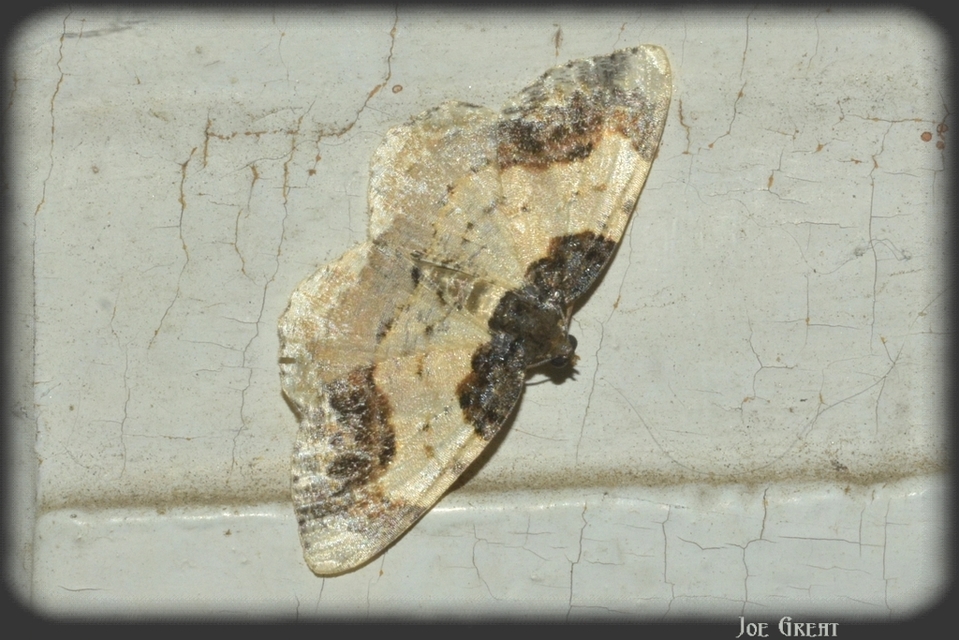 Ligdia adustata - barna levélaraszoló