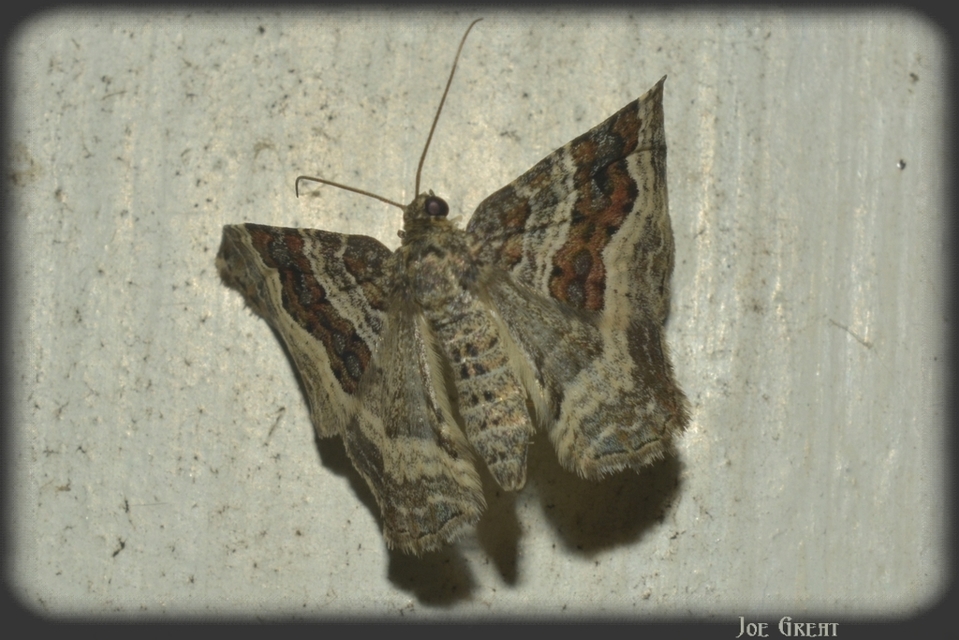 Epirrhoe alternata - galaj-tarkaaraszoló