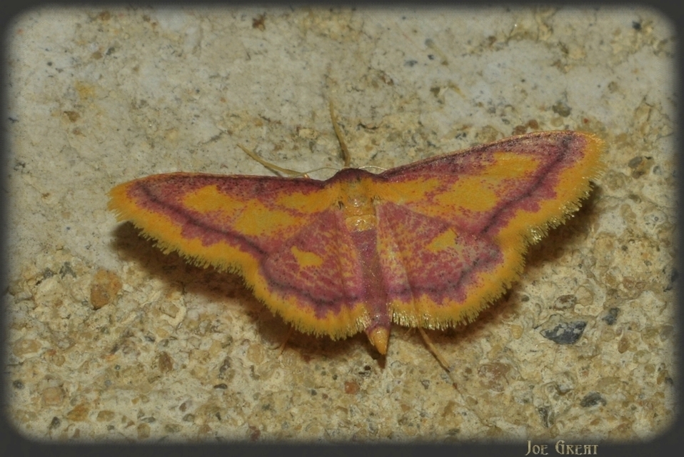 Idaea muricata - mocsári pirosaraszoló Idaea muricata - mocsári pirosaraszoló