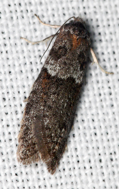 Tortricodes alternella - tavaszi sodrómoly