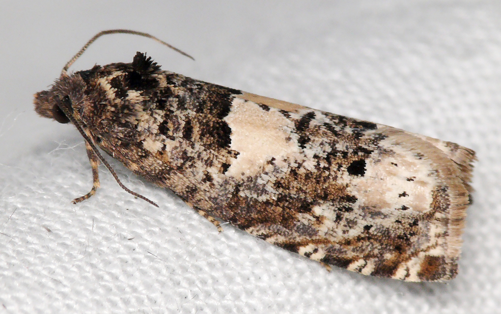 Epiblema scutulana - réti tükrösmoly