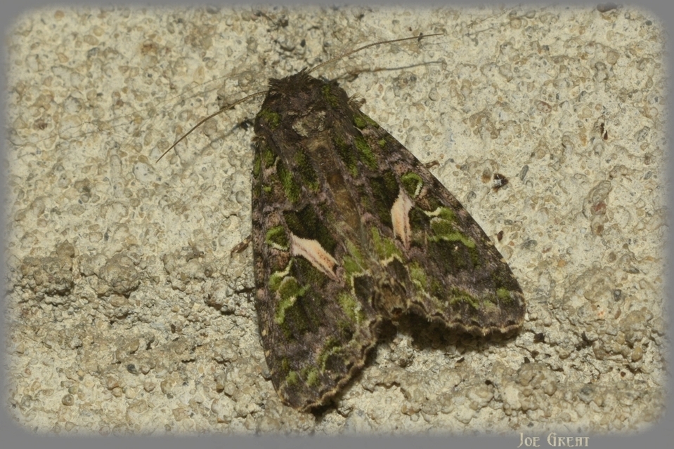 Trachea atriplicis - nyári zöldbagoly