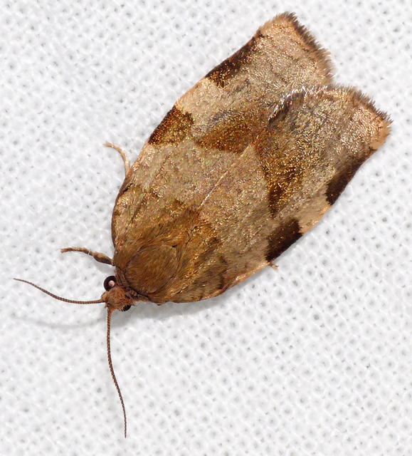Choristoneura hebenstreitella - mogyoró-sodrómoly