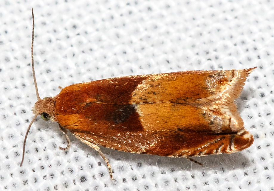 Ancylis mitterbacheriana - tölgysodró horgasmoly