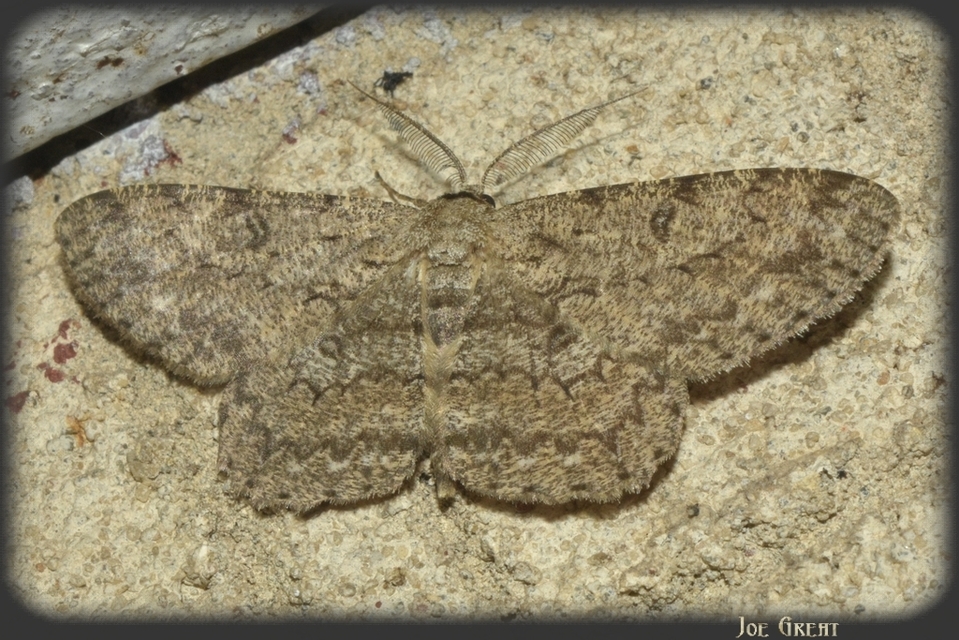 Hypomecis punctinalis - pettyes faaraszoló