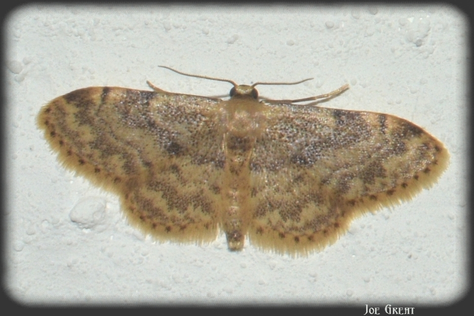 Idaea inquinata - mintás apróaraszoló