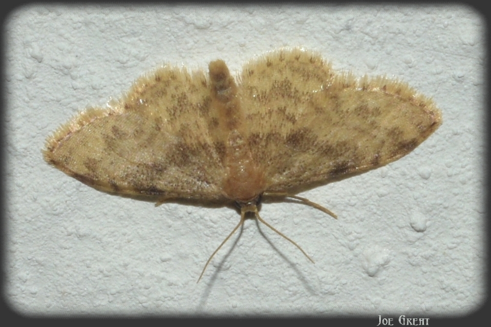 Idaea inquinata - mintás apróaraszoló
