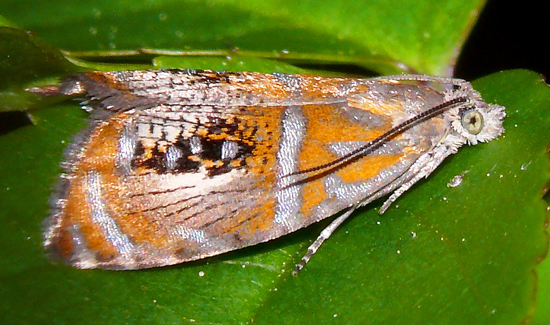 Olethreutes arcuella - avarevő tükrösmoly