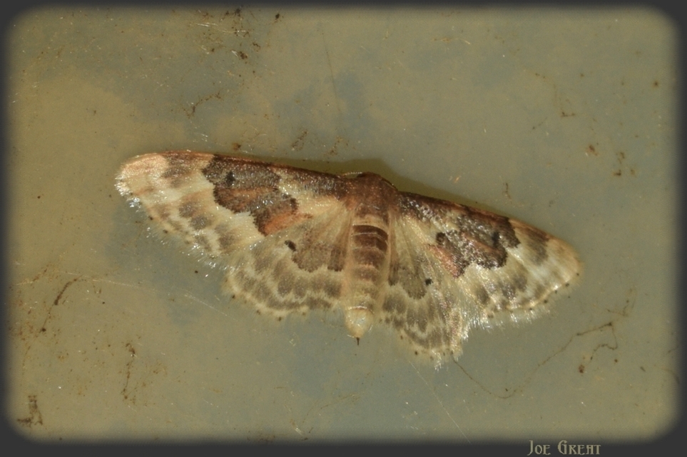 Idaea rusticata - tarka apróaraszoló