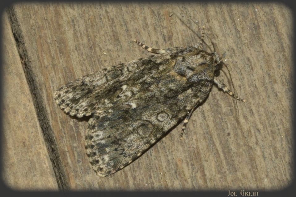 Acronicta rumicis - sóska-szigonyosbagoly
