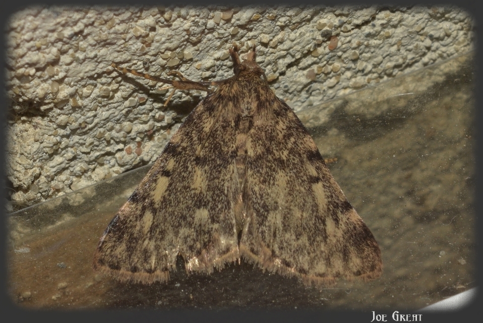 Aglossa pinguinalis - zsiradékmoly