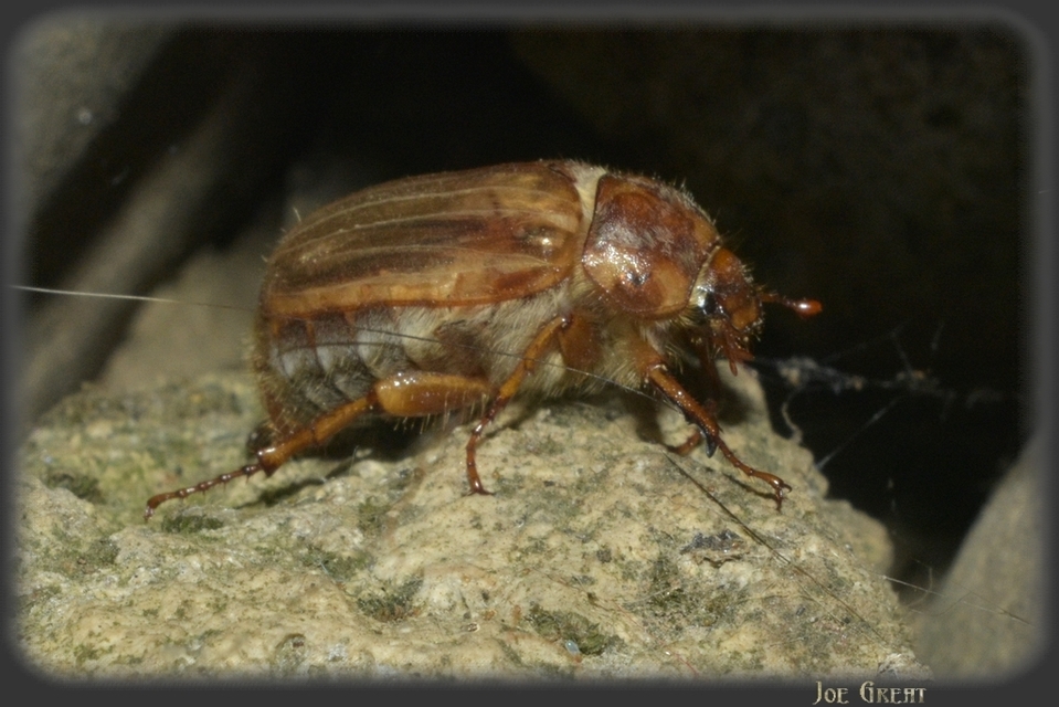 Amphimallon solstitiale - bordás sárgacserebogár