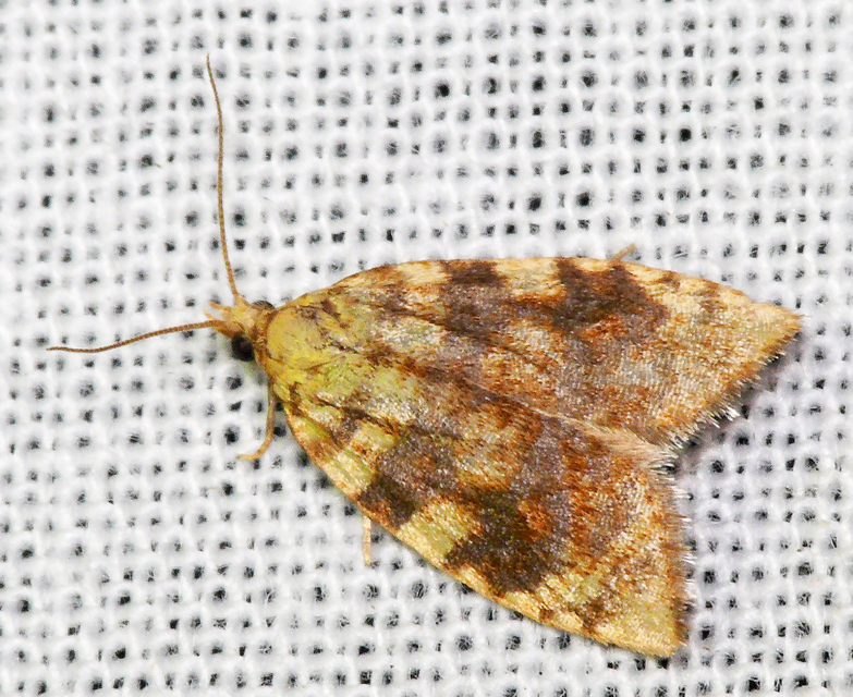 Aleimma loeflingiana - tölgylevél-sodrómoly Aleimma loeflingiana - tölgylevél-sodrómoly