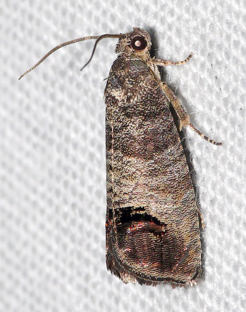 Cydia pomonella - almamoly