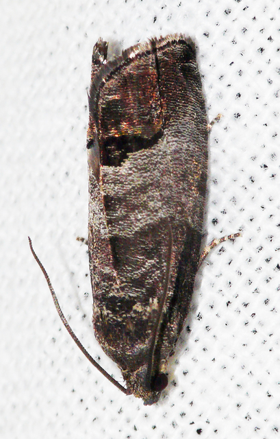 Cydia pomonella - almamoly