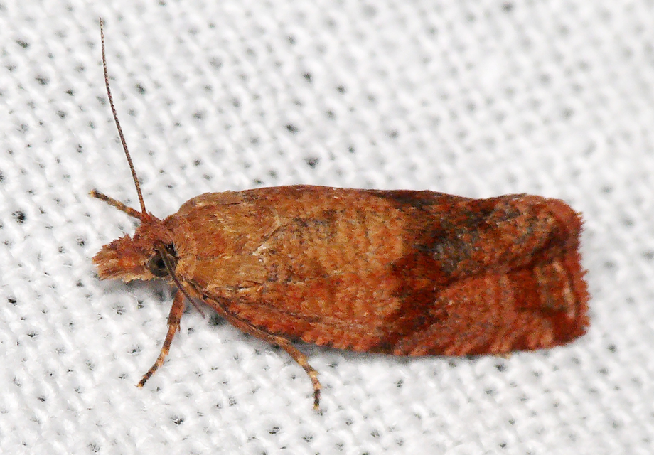 Celypha striana - pitypangfúró tükrösmoly