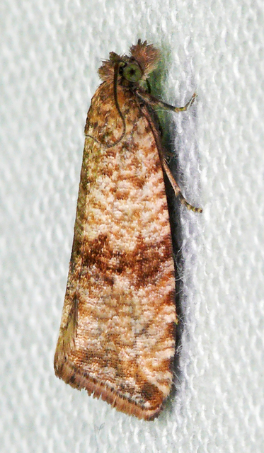 Celypha striana - pitypangfúró tükrösmoly