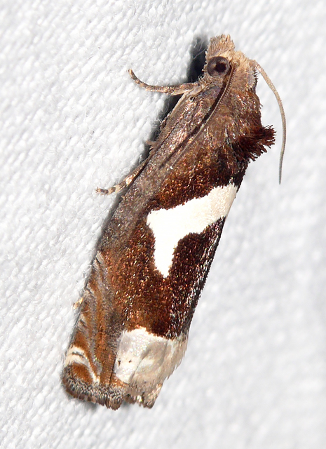 Epiblema foenella - kampósfoltú tükrösmoly