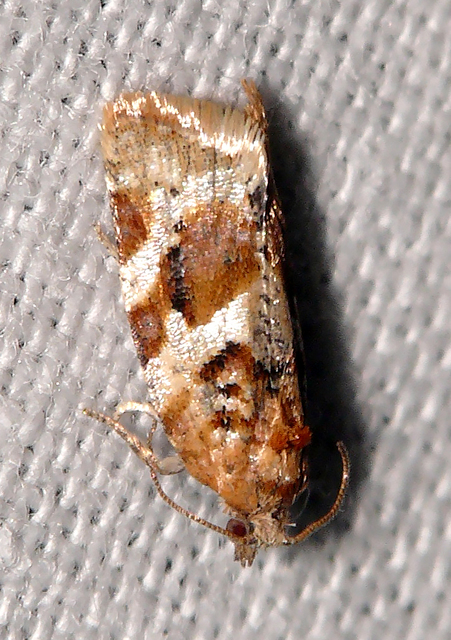 Argyrotaenia ljungiana - ékes sodrómoly