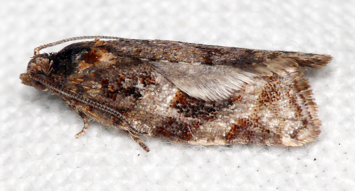 Argyrotaenia ljungiana - ékes sodrómoly
