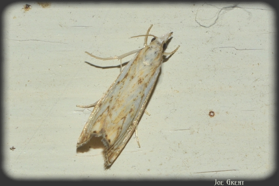 Catoptria falsella - hálós fűgyökérmoly