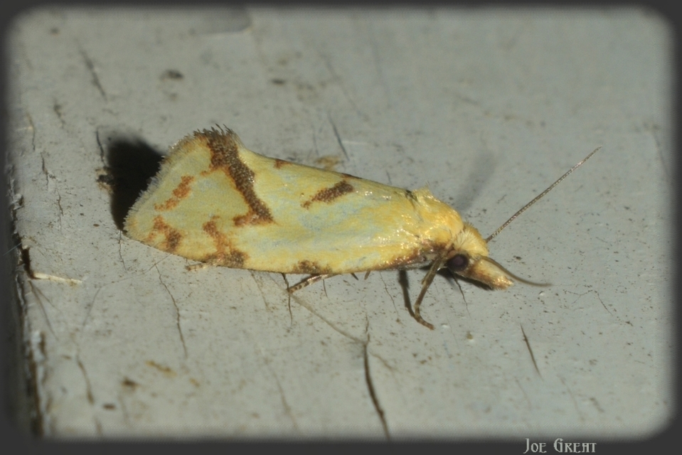 Agapeta hamana - közönséges sárgamoly