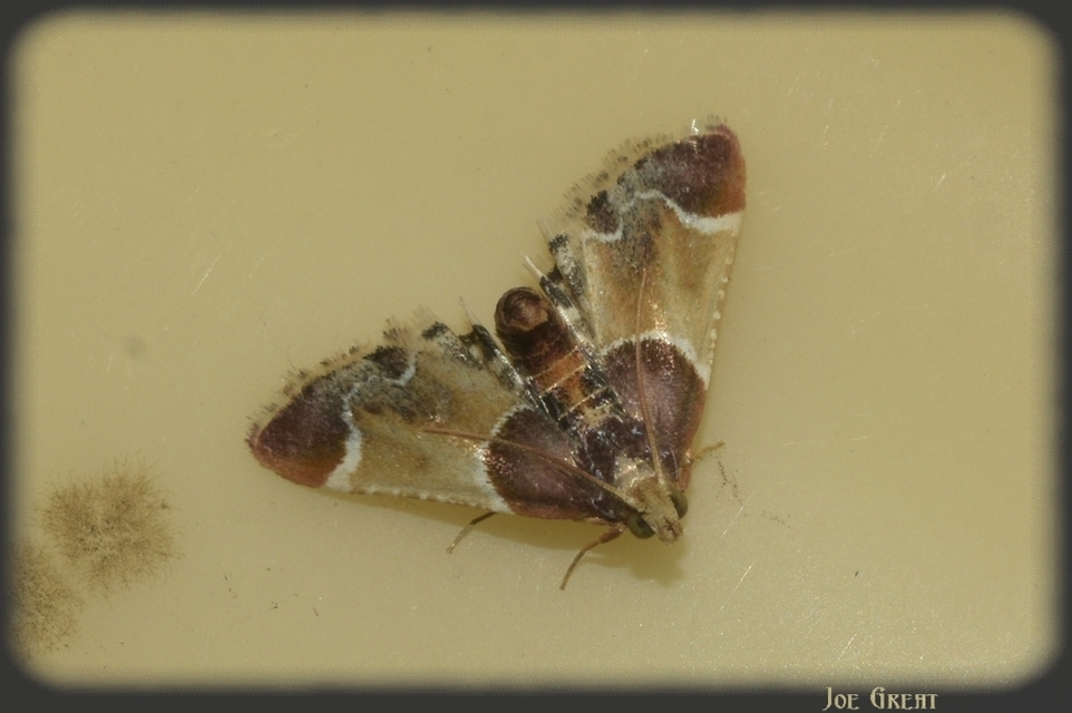 Pyralis farinalis - lisztilonca