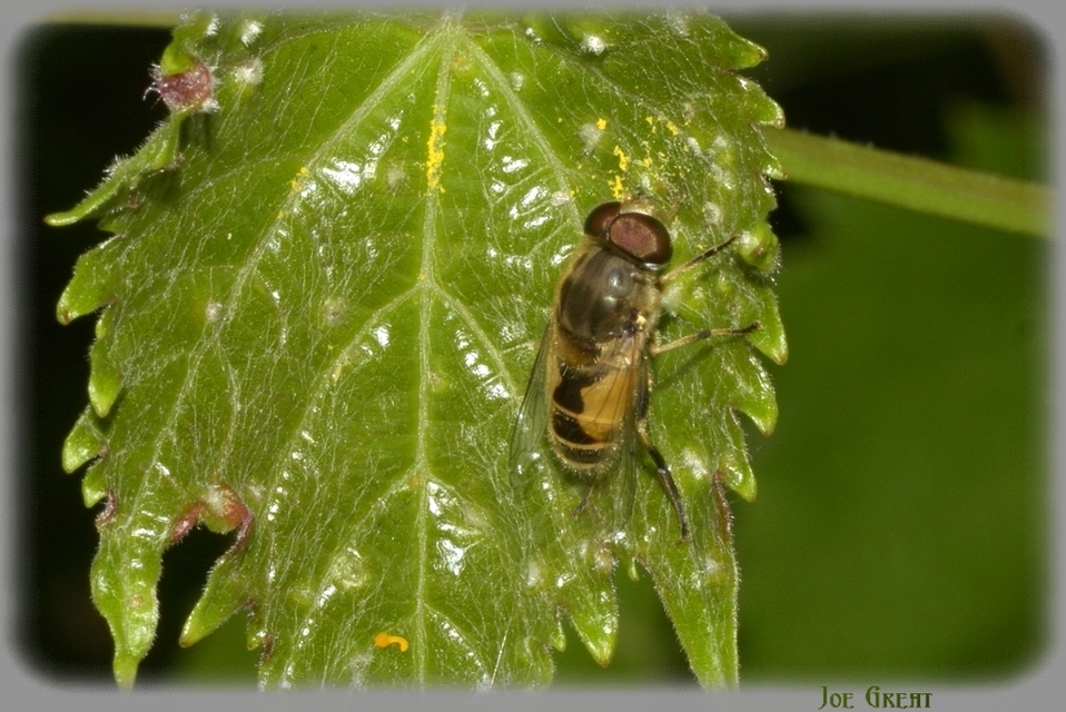 Eristalis