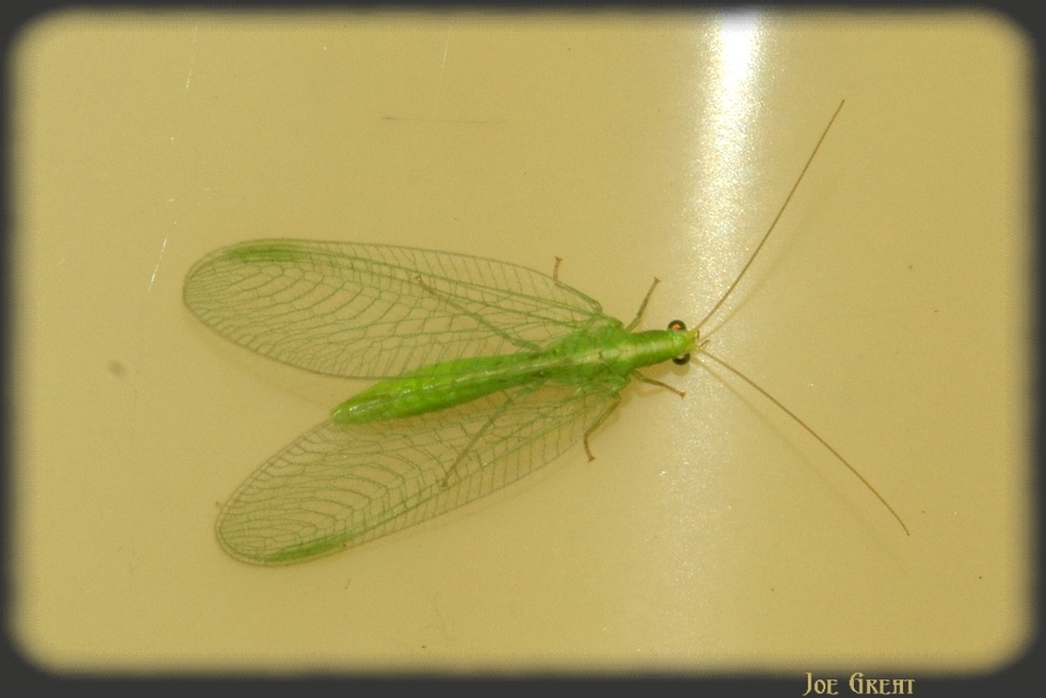 Chrysopidae - zöldfátyolkák