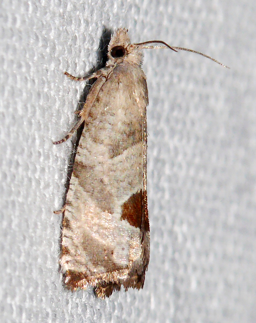 Notocelia uddmanniana - málnasodró tükrösmoly