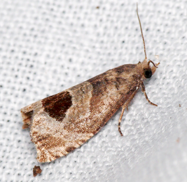 Notocelia uddmanniana - málnasodró tükrösmoly