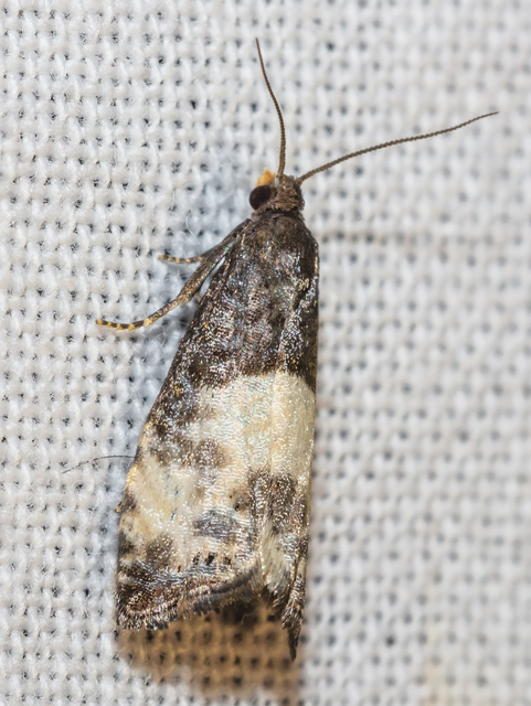 Notocelia cynosbatella - rózsahajtás-tükrösmoly